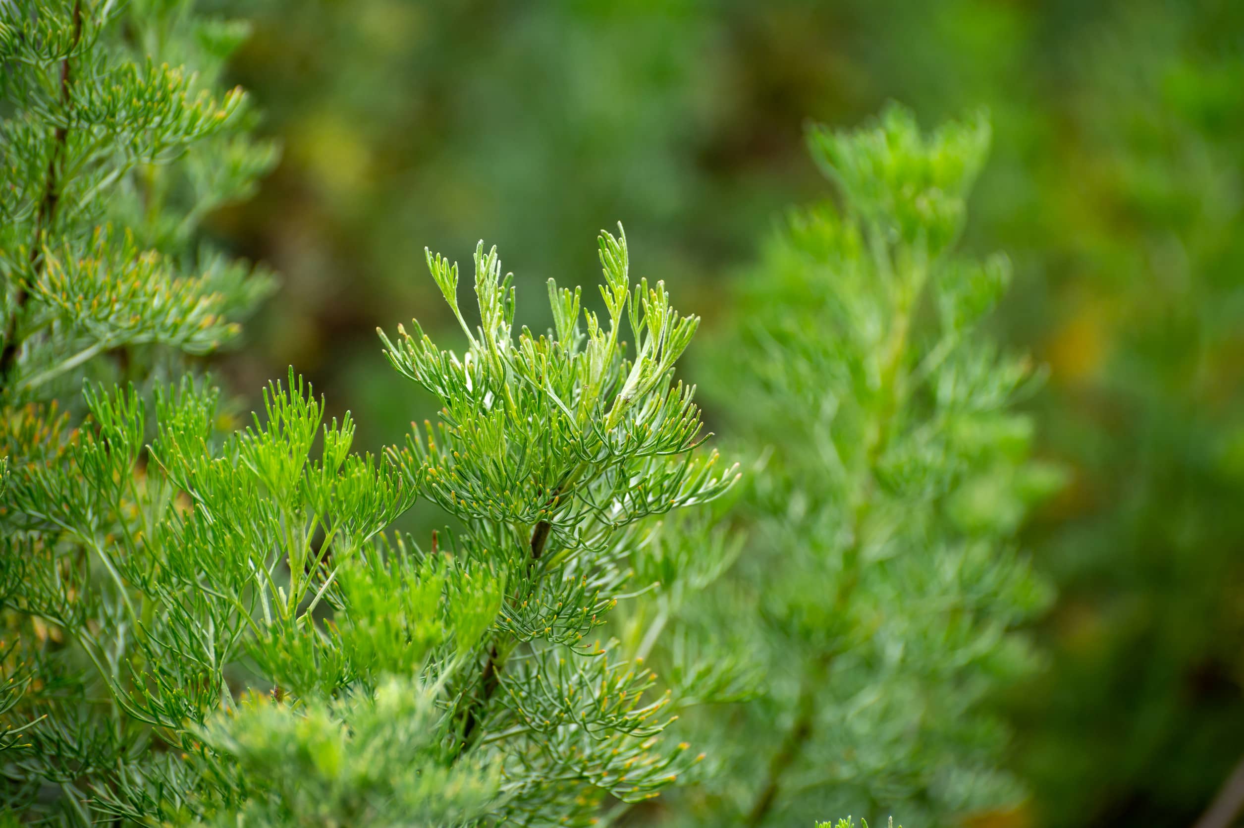 bylica, roślina lecznicza