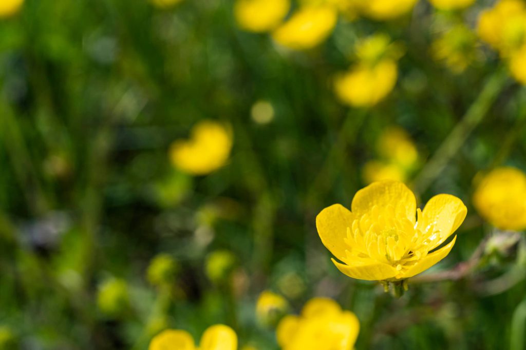 Hypericum perforatum