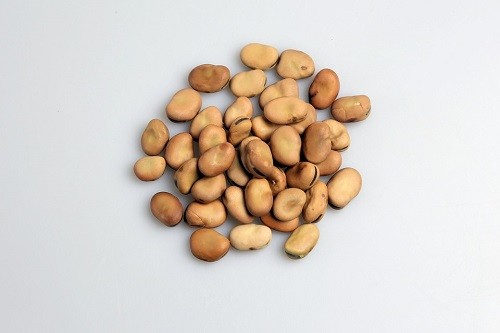 fasola