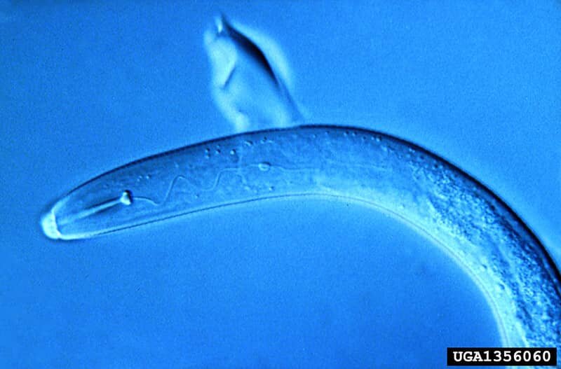 Nicienie (Nematoda)