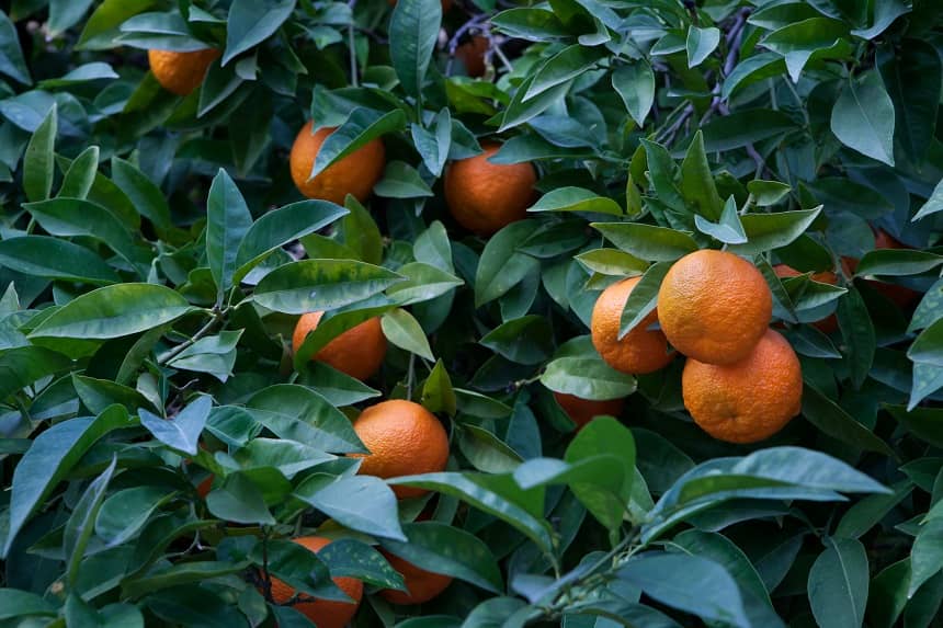Pomarańcza gorzka