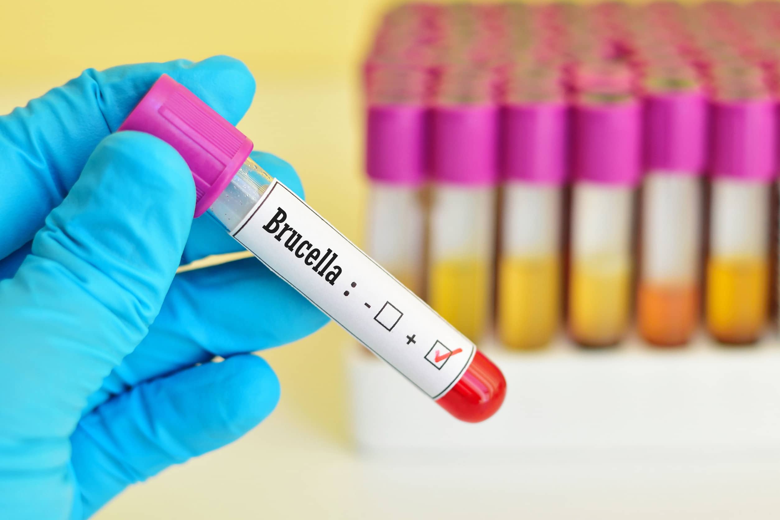 bakterie Brucella